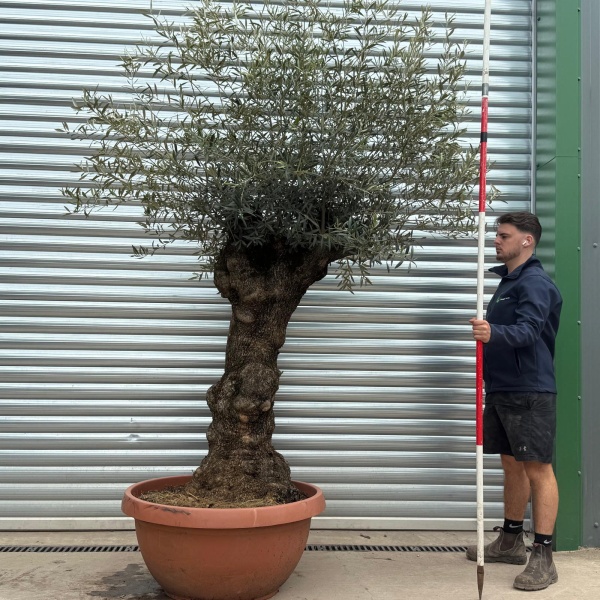 Olive Trees | Gnarly Olive Trees | 17641
