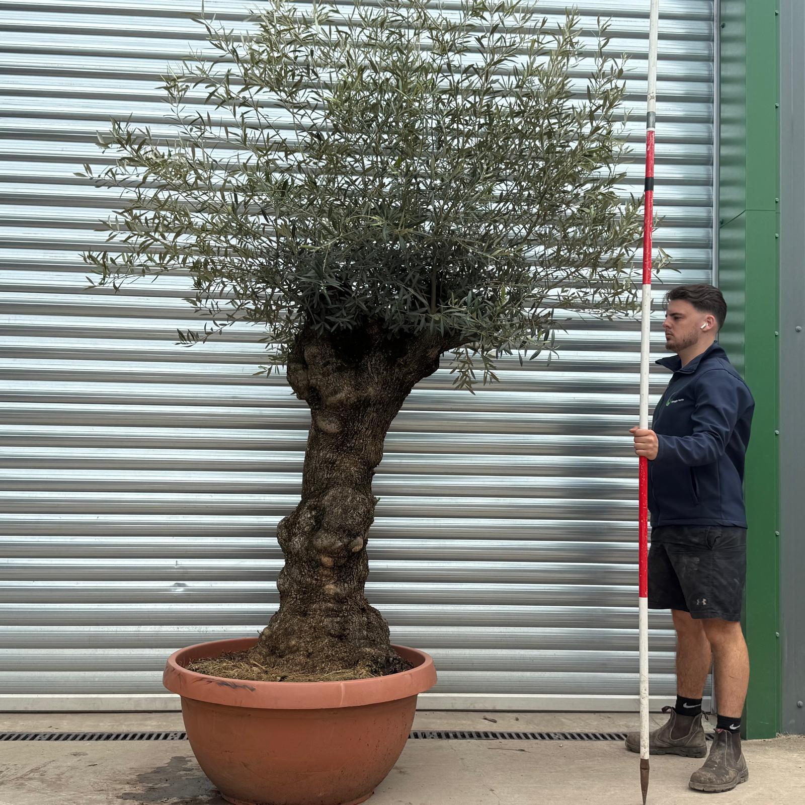 Olive Trees | Gnarly Olive Trees | 17641