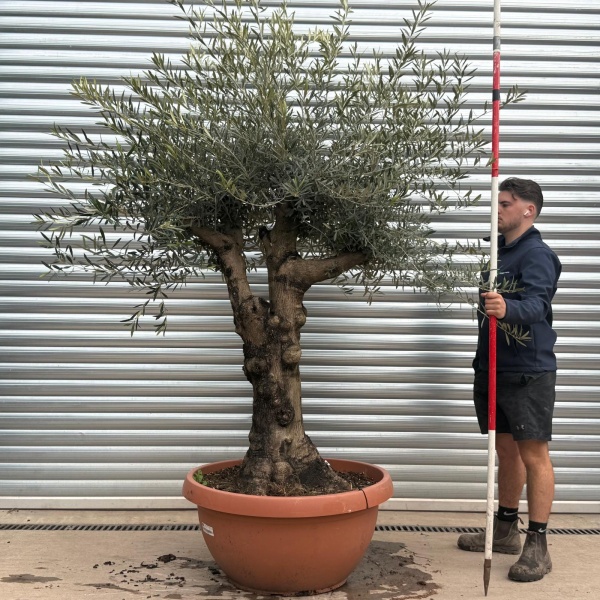 Olive Trees | Branched Olive Trees | 19613