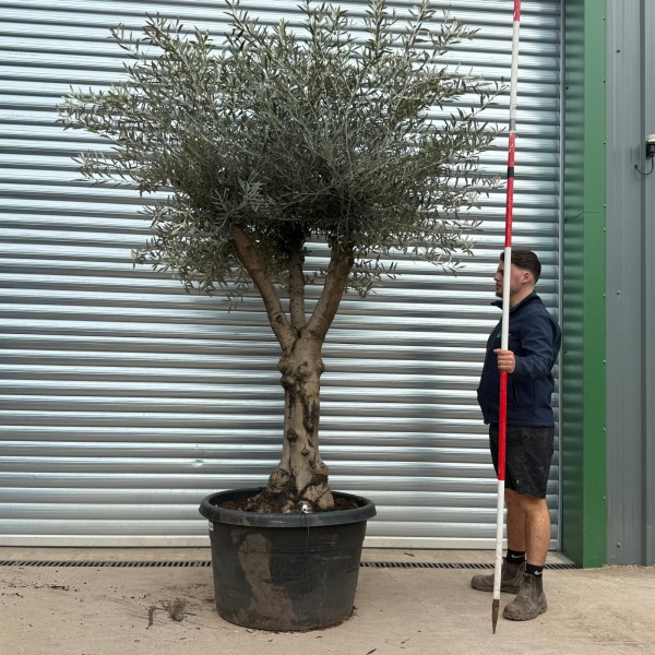 Olive Trees | Branched Olive Trees | 19614