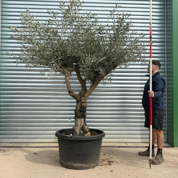 Olive Trees | Branched Olive Trees | 19615