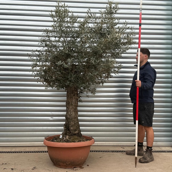 Olive Trees | Gnarly Olive Trees | 19616