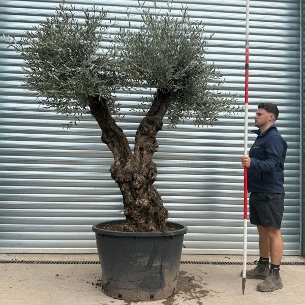 Olive Trees | Forked Olive Trees | 19672