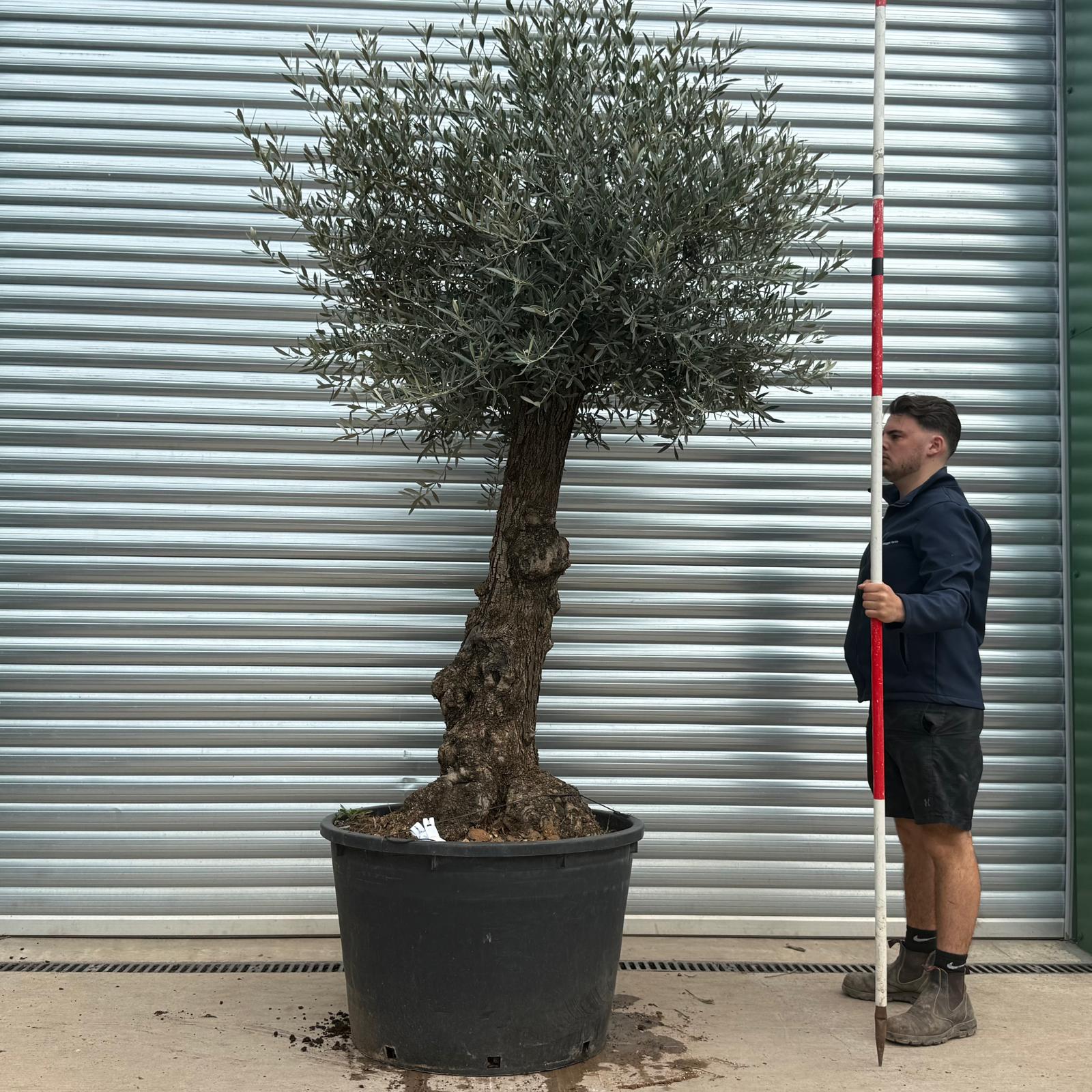 Olive Trees | Gnarly Olive Trees | 19673