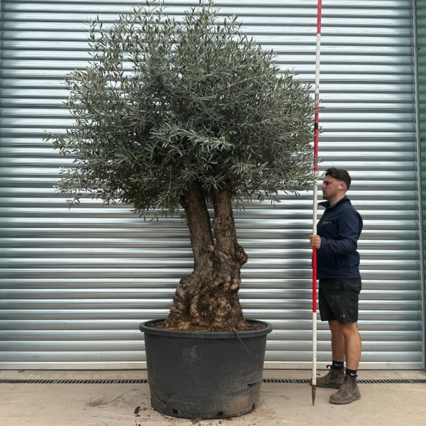 Olive Trees | Forked Olive Trees | 19674