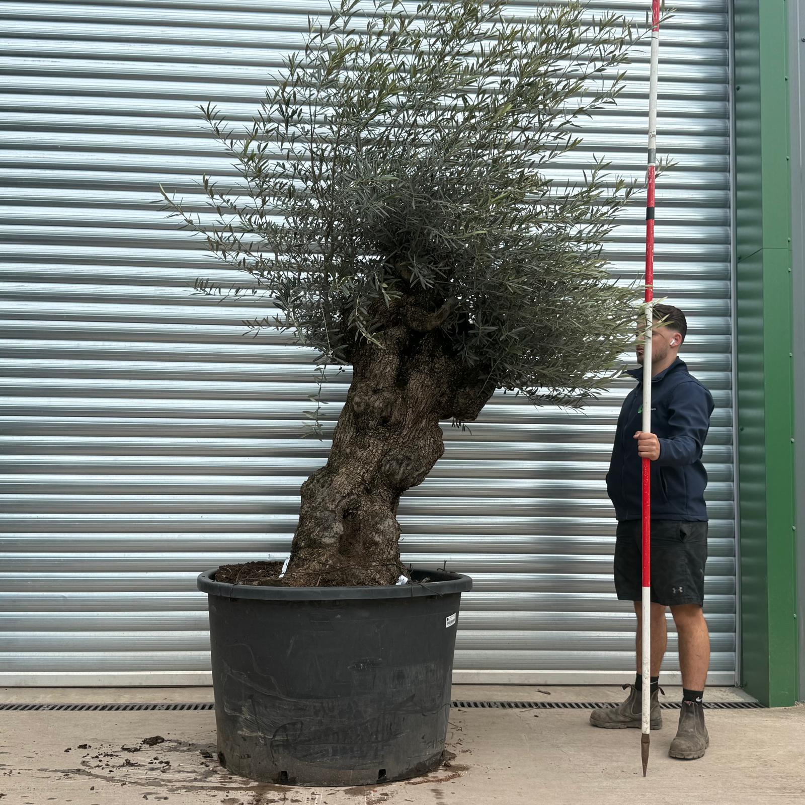 Olive Trees | Gnarly Olive Trees | 19675