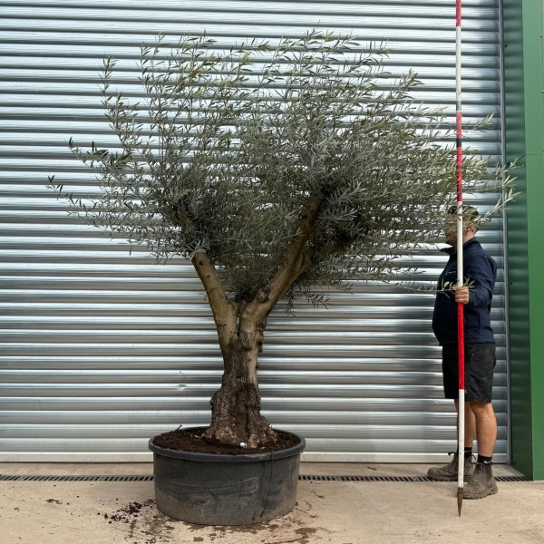 Olive Trees | Branched Olive Trees | 19676