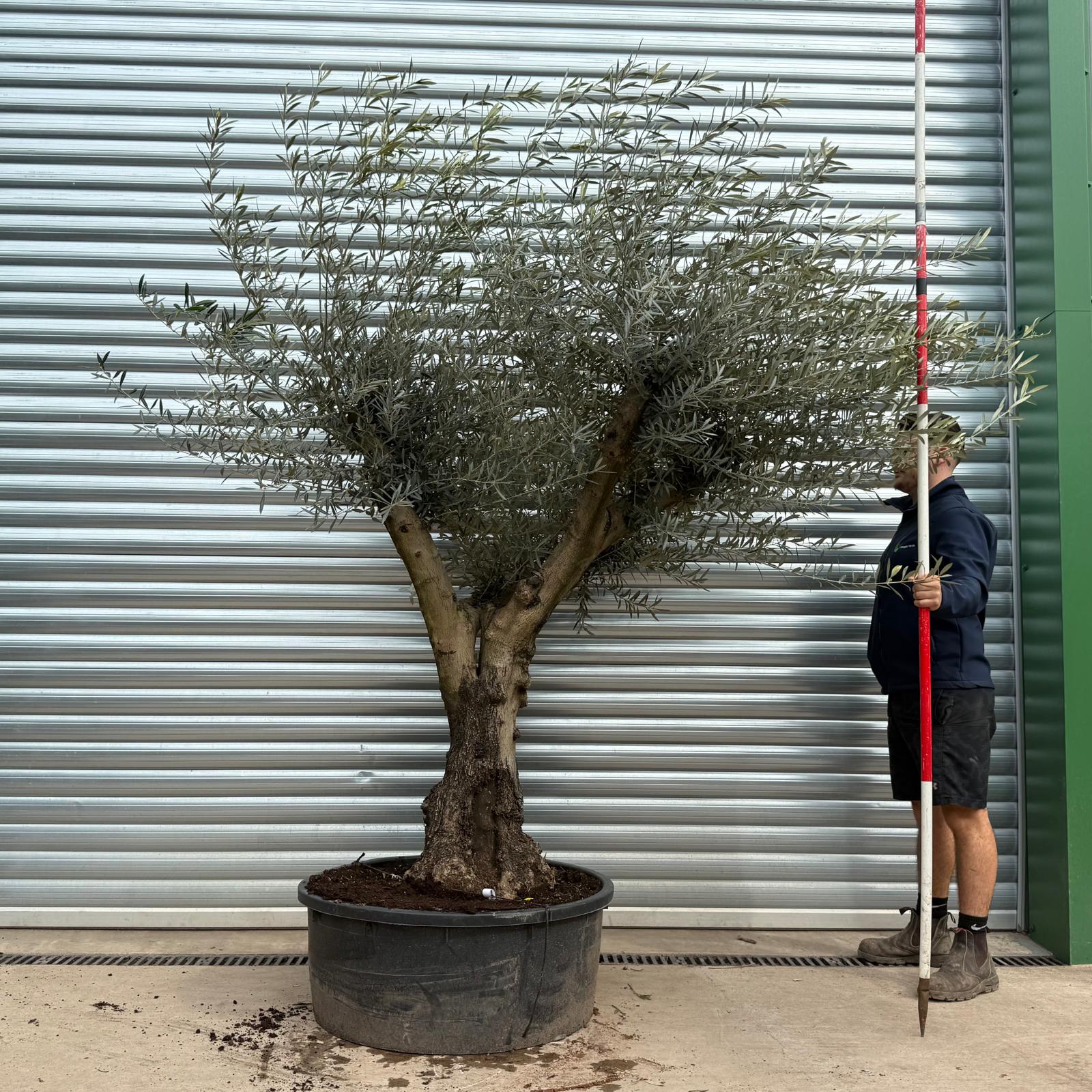 Olive Trees | Branched Olive Trees | 19676