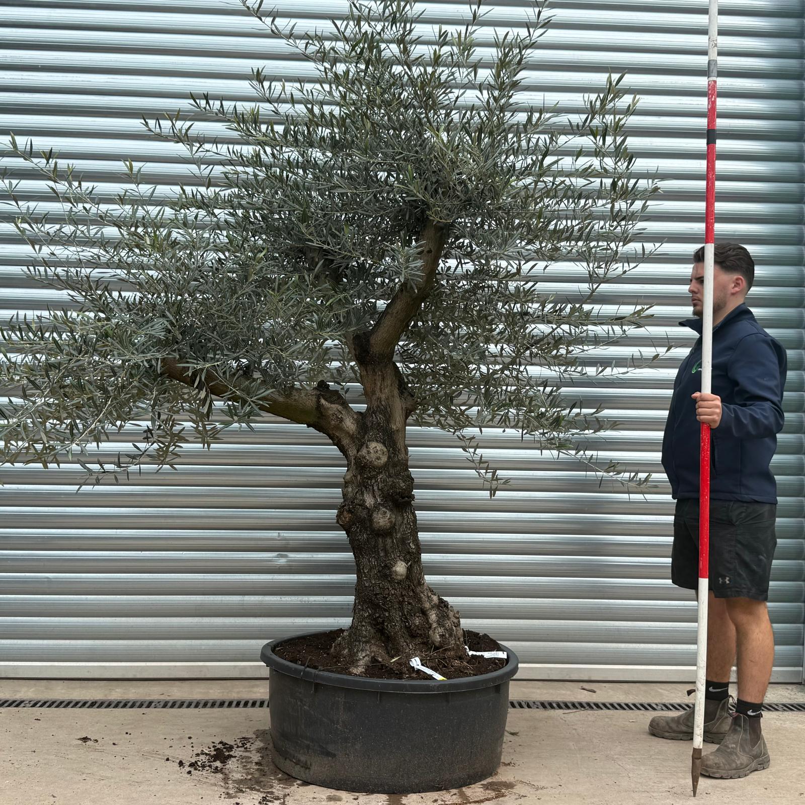 Olive Trees | Branched Olive Trees | 19677