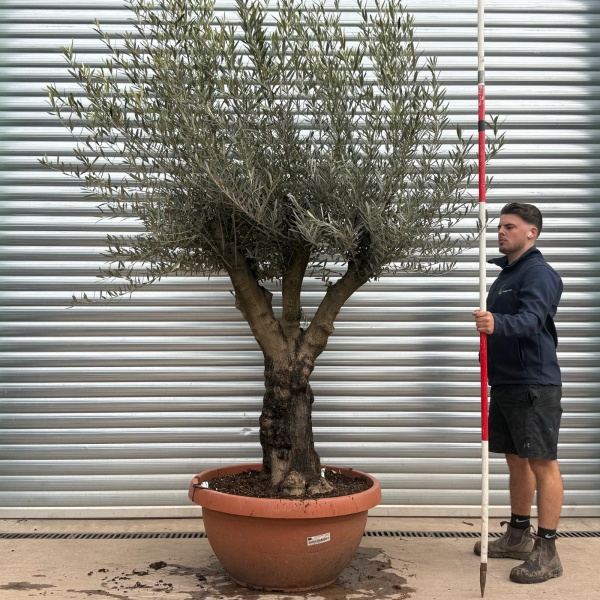 Olive Trees | Branched Olive Trees | 19678