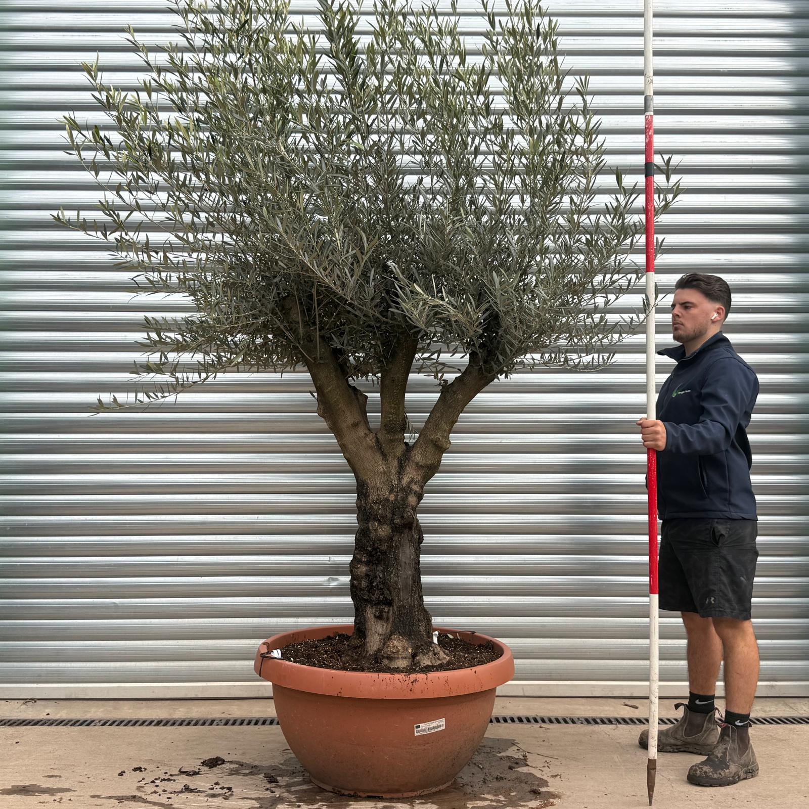 Olive Trees | Branched Olive Trees | 19678