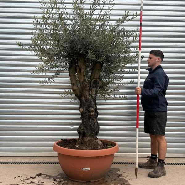 Olive Trees | Branched Olive Trees | 19679