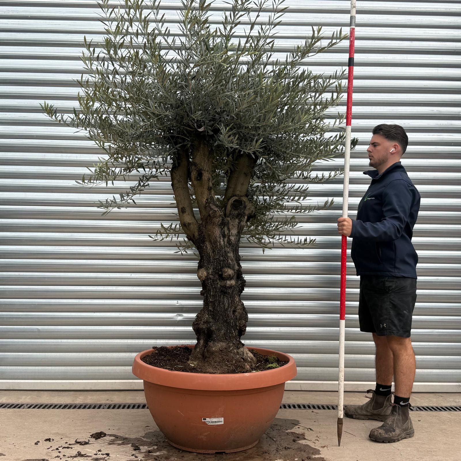 Olive Trees | Branched Olive Trees | 19679