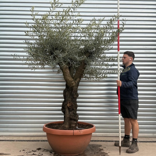 Olive Trees | Branched Olive Trees | 19680