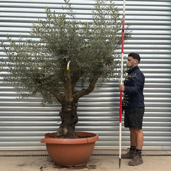 Olive Trees | Branched Olive Trees | 19681