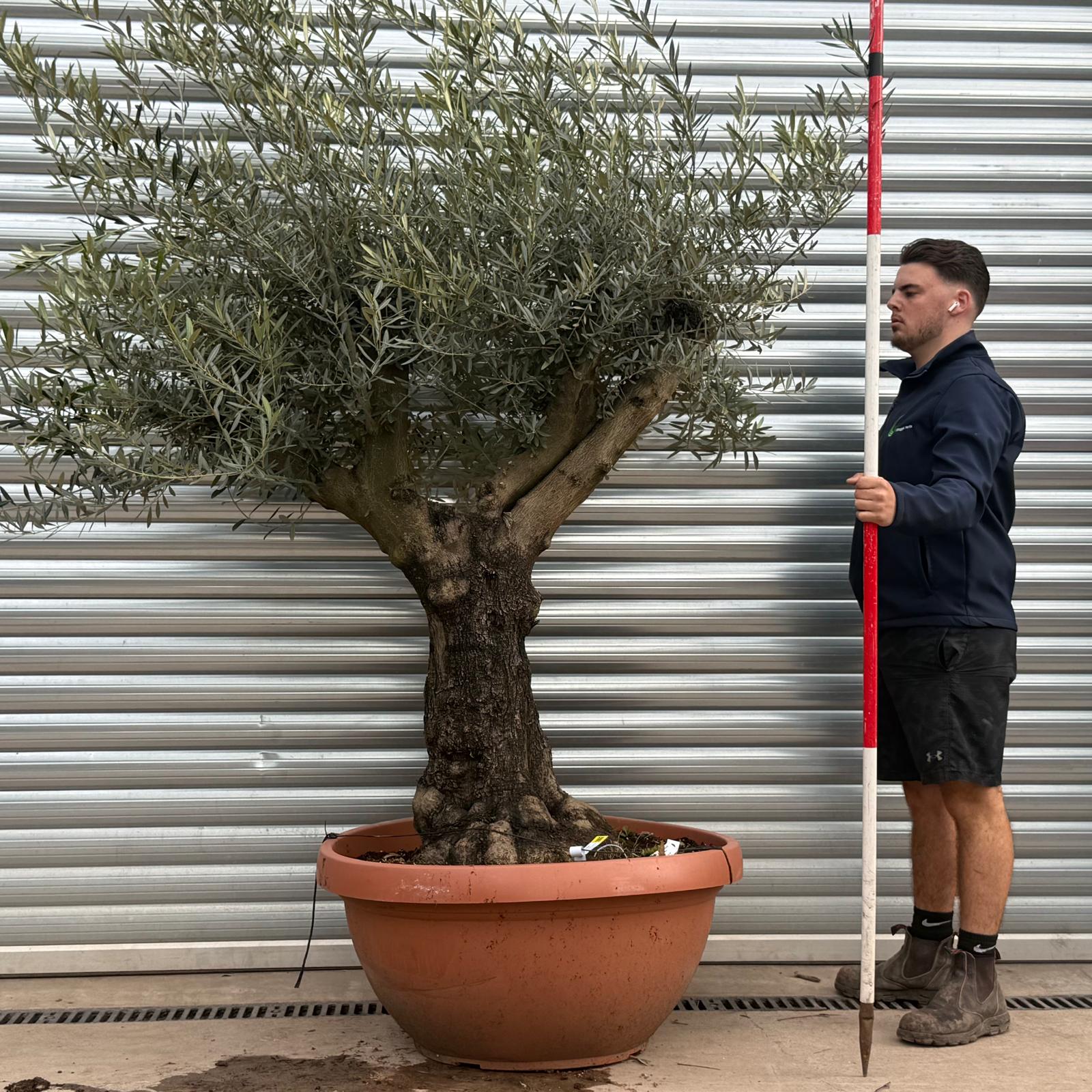 Olive Trees | Branched Olive Trees | 19682