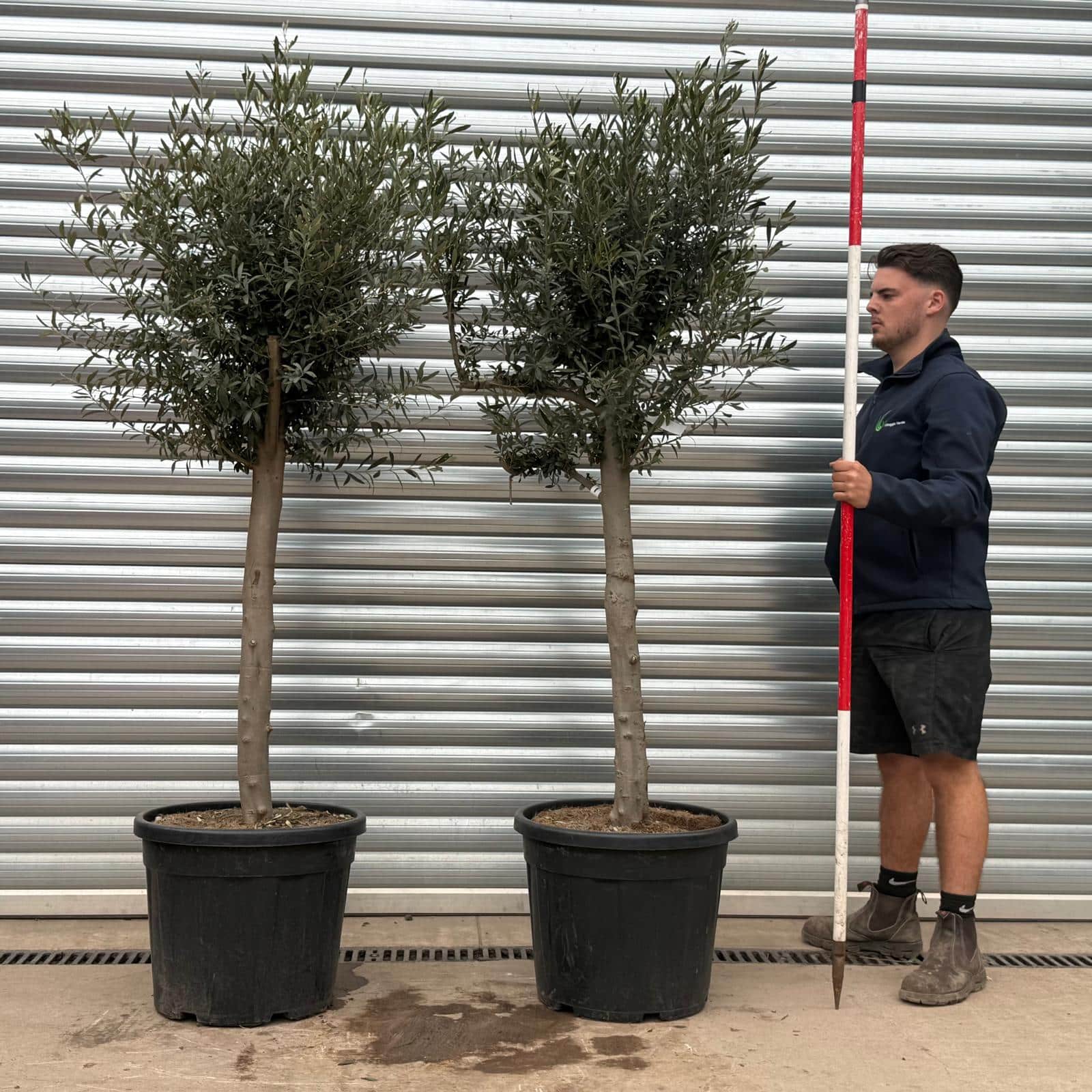 Olive Trees | Mature Olive Trees | PAIR 22114 22241
