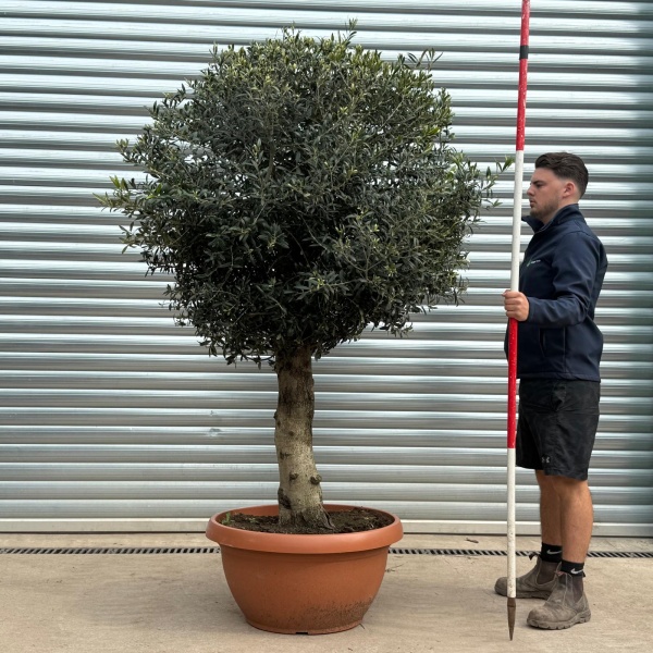 Olive Trees | Clipped Olive Trees | 22115