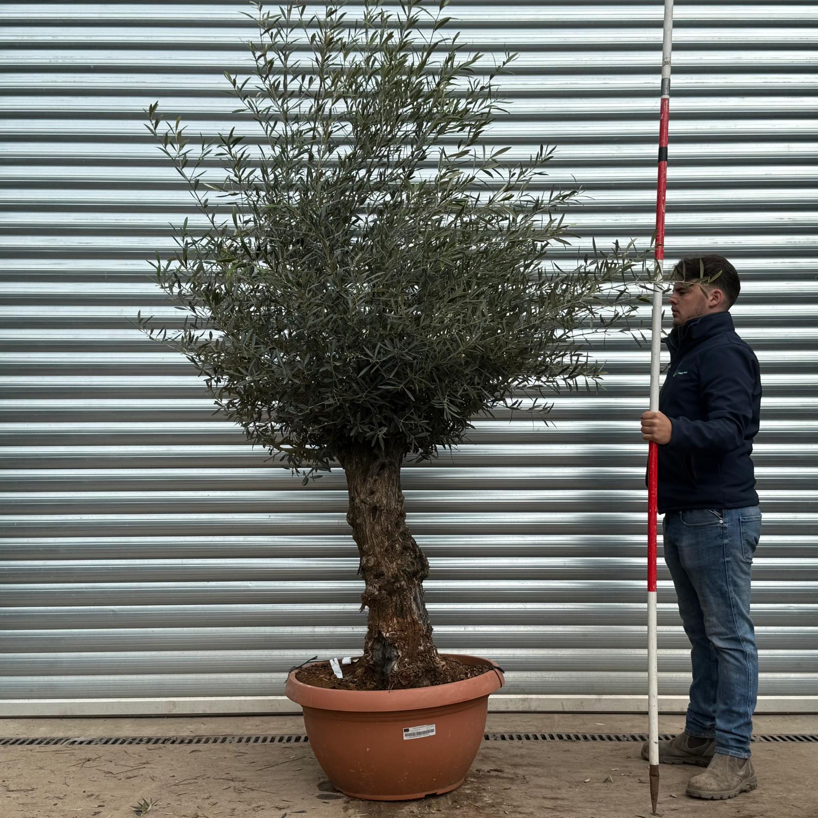 Olive Trees | Gnarly Olive Trees | 22169