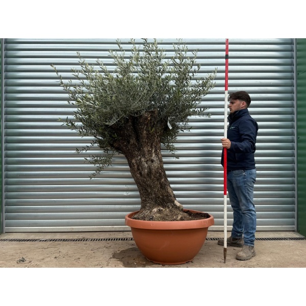 Olive Trees | Gnarly Olive Trees | 22170