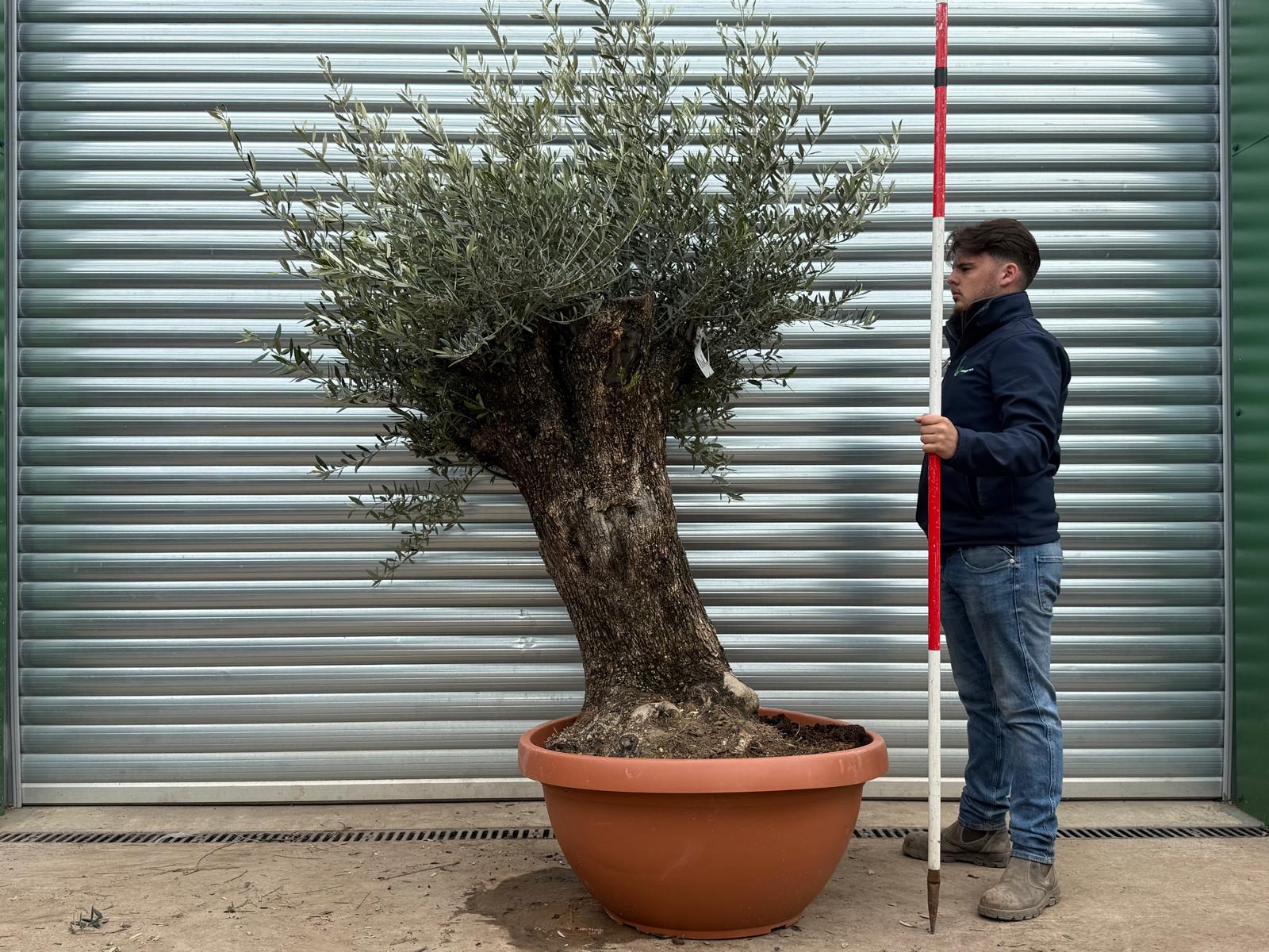 Olive Trees | Gnarly Olive Trees | 22170