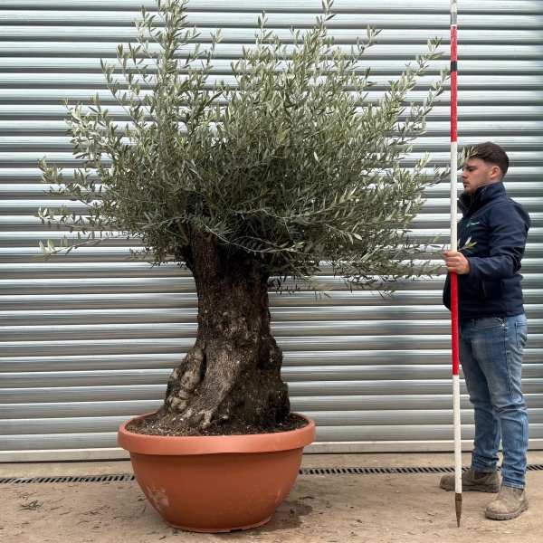 Olive Trees | Ancient Olive Trees | 22171