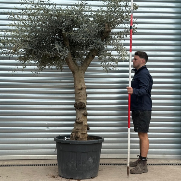 Olive Trees | Branched Olive Trees | 22172