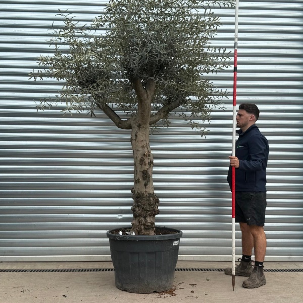 Olive Trees | Branched Olive Trees | 22173