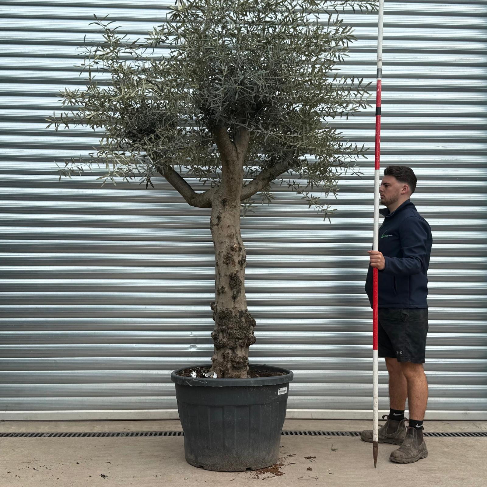 Olive Trees | Branched Olive Trees | 22173