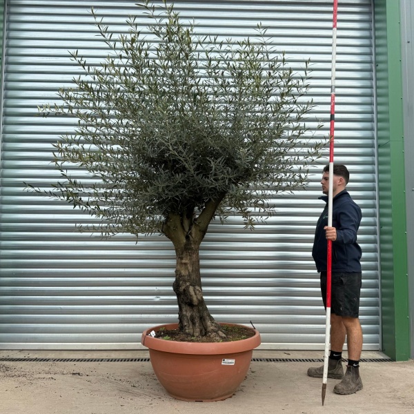 Olive Trees | Branched Olive Trees | 22174