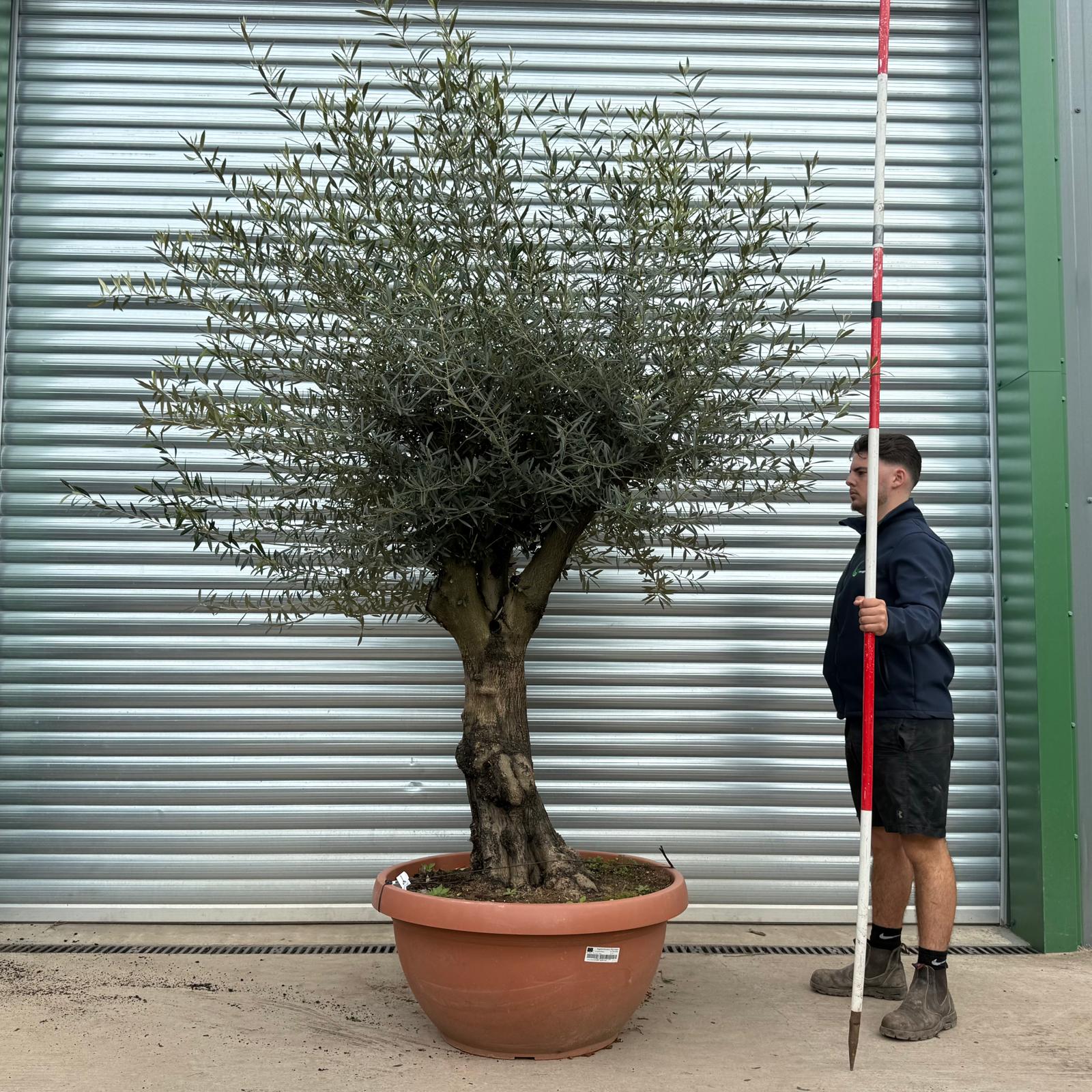 Olive Trees | Branched Olive Trees | 22174