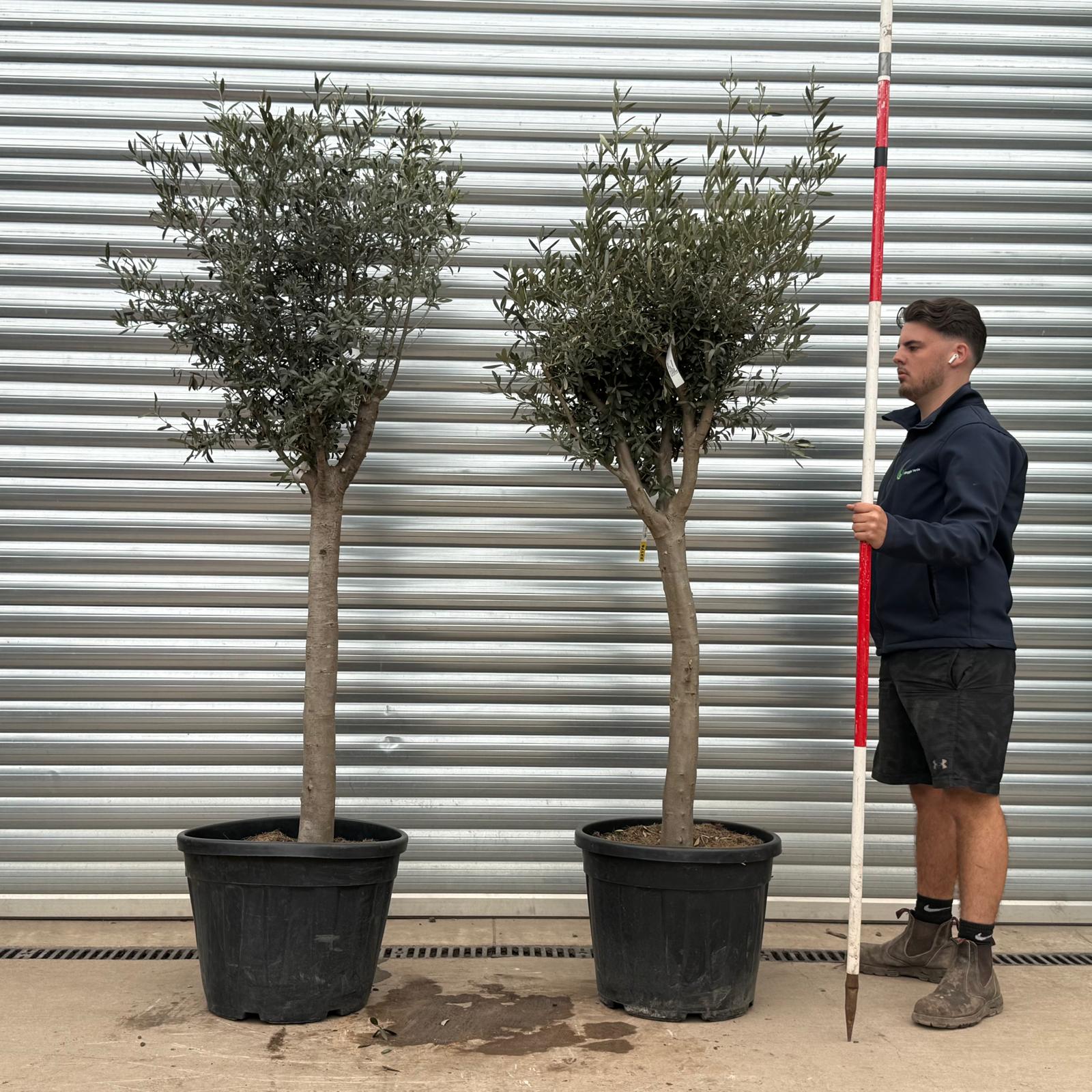 Olive Trees | Mature Olive Trees | PAIR 22176 22325