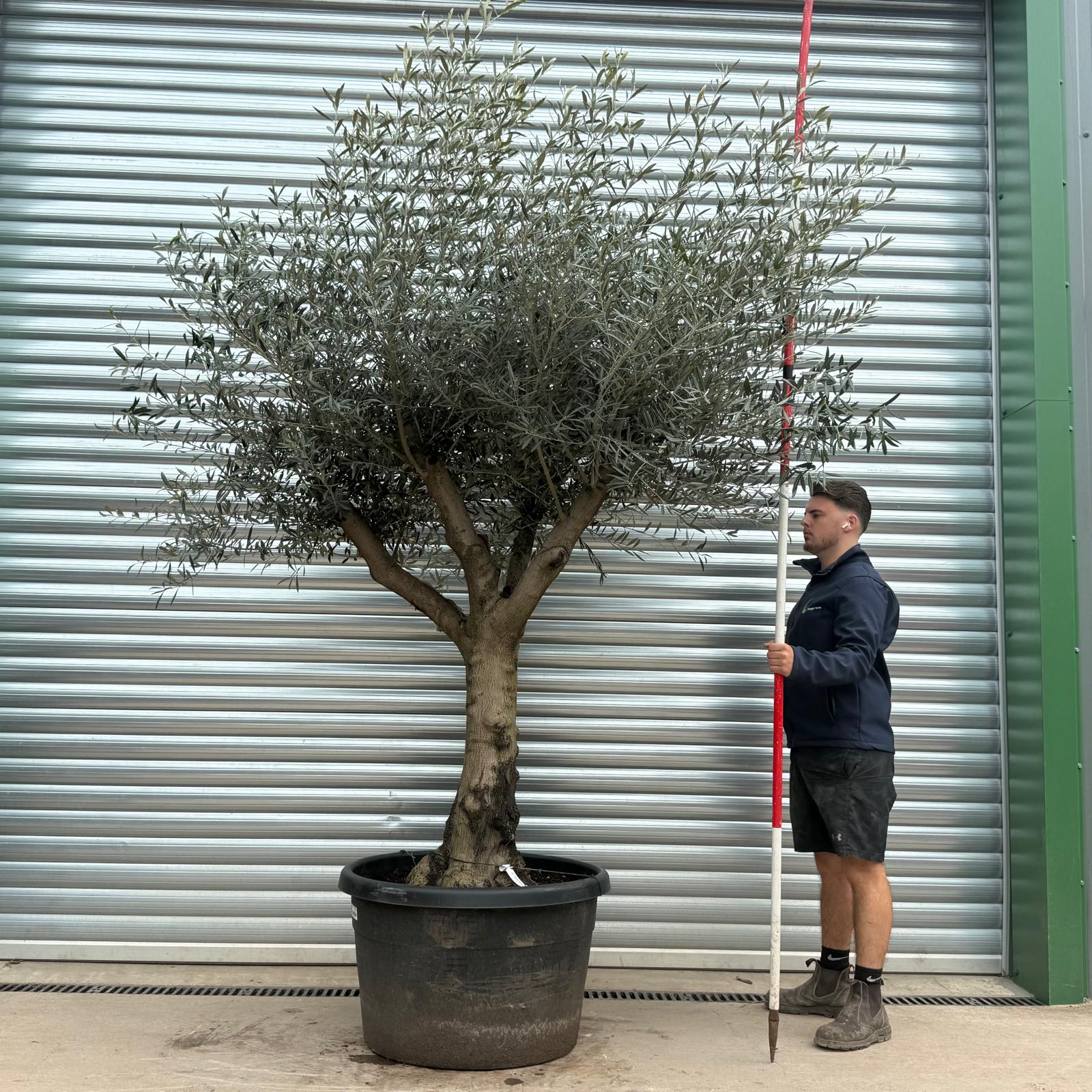 Olive Trees | Branched Olive Trees | 22177