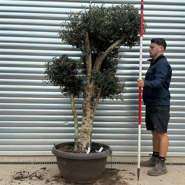 Olive Trees | Cloud Olive Trees | 22179