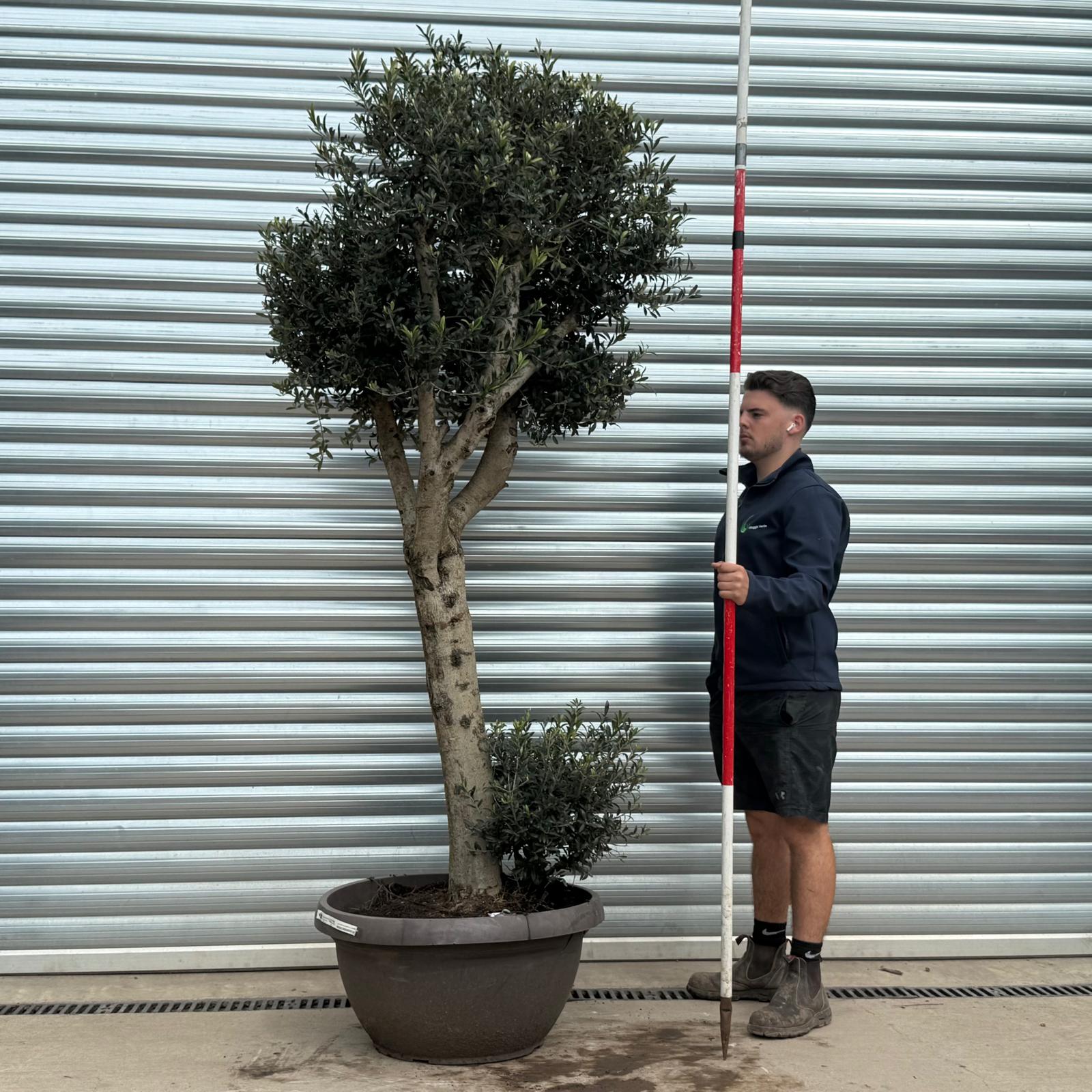 Olive Trees | Cloud Olive Trees | 22180