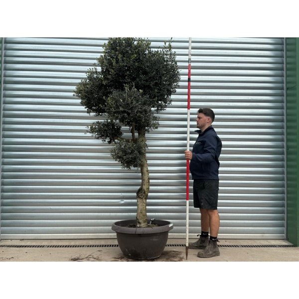 Olive Trees | Cloud Olive Trees | 22183