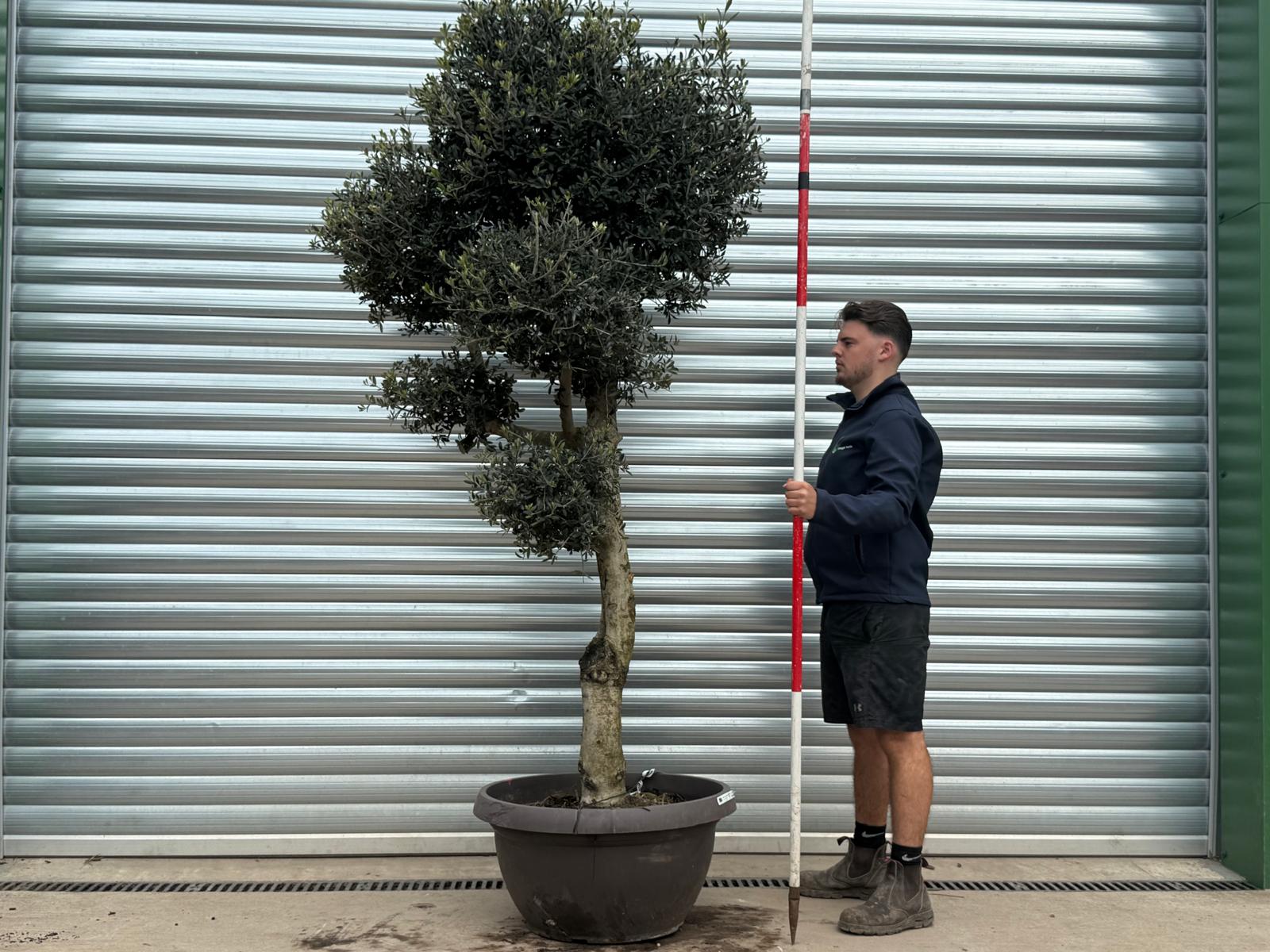 Olive Trees | Cloud Olive Trees | 22183