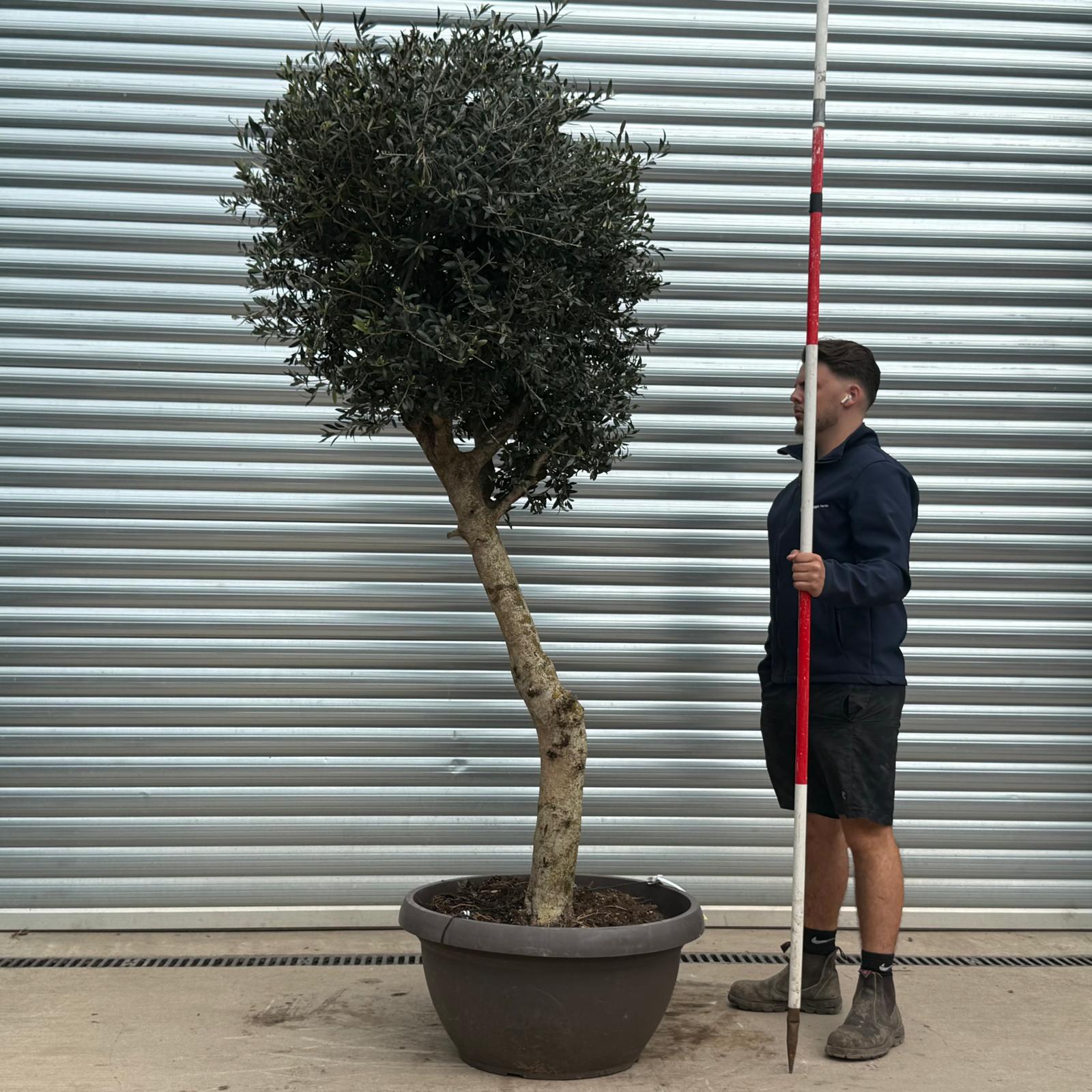 Olive Trees | Cloud Olive Trees | 22184