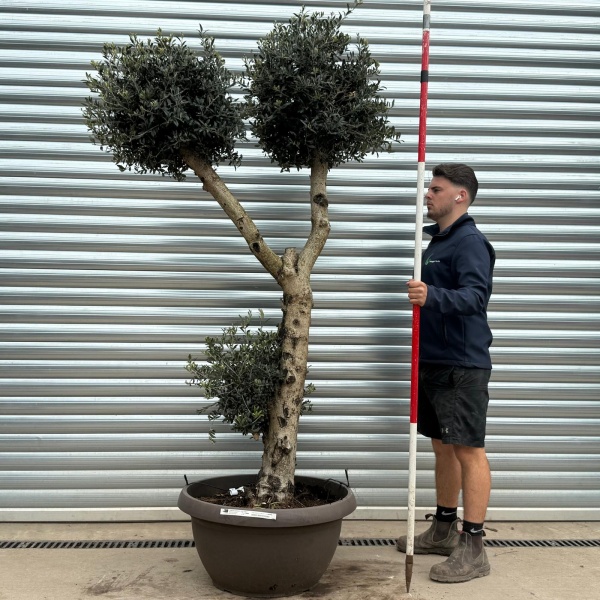 Olive Trees | Cloud Olive Trees | 22185