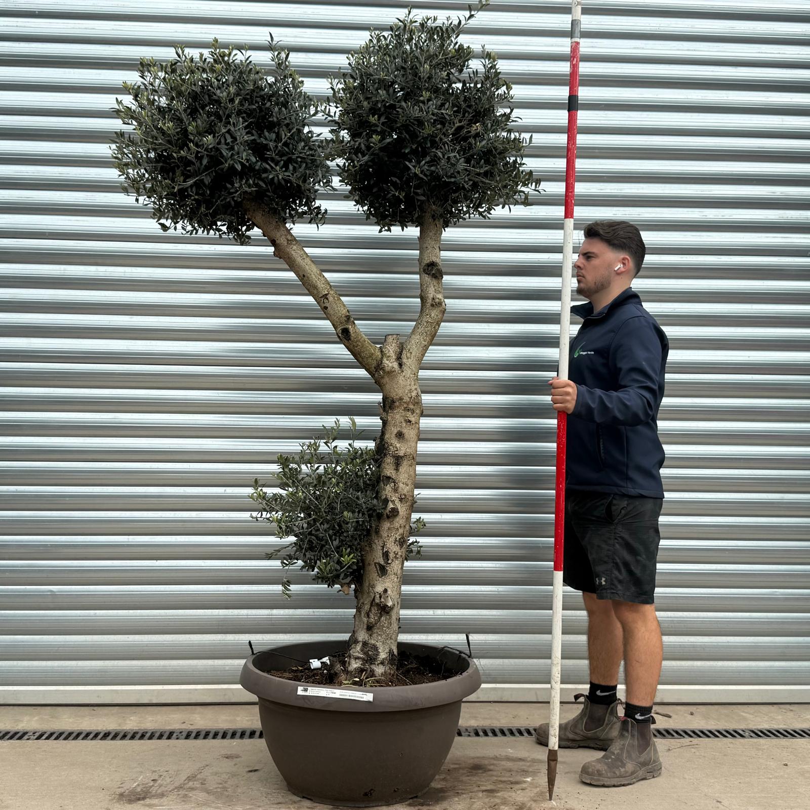 Olive Trees | Cloud Olive Trees | 22185