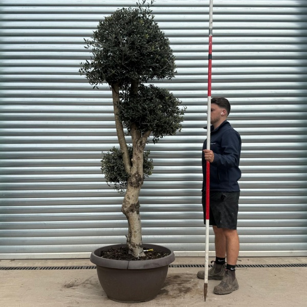 Olive Trees | Cloud Olive Trees | 22186