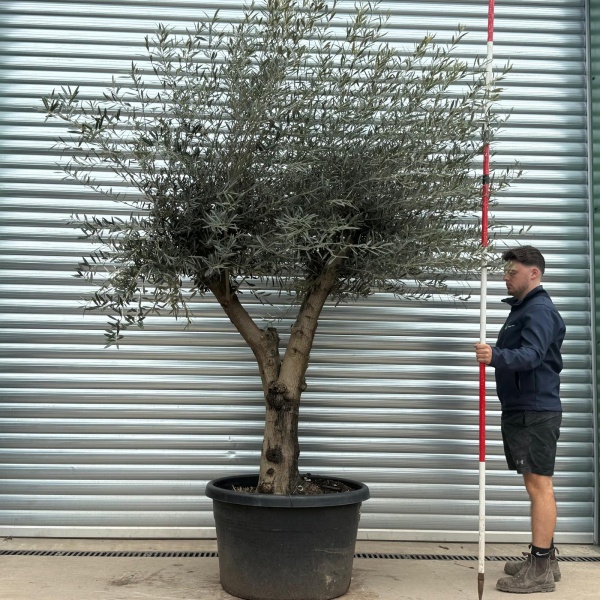 Olive Trees | Branched Olive Trees | 22187