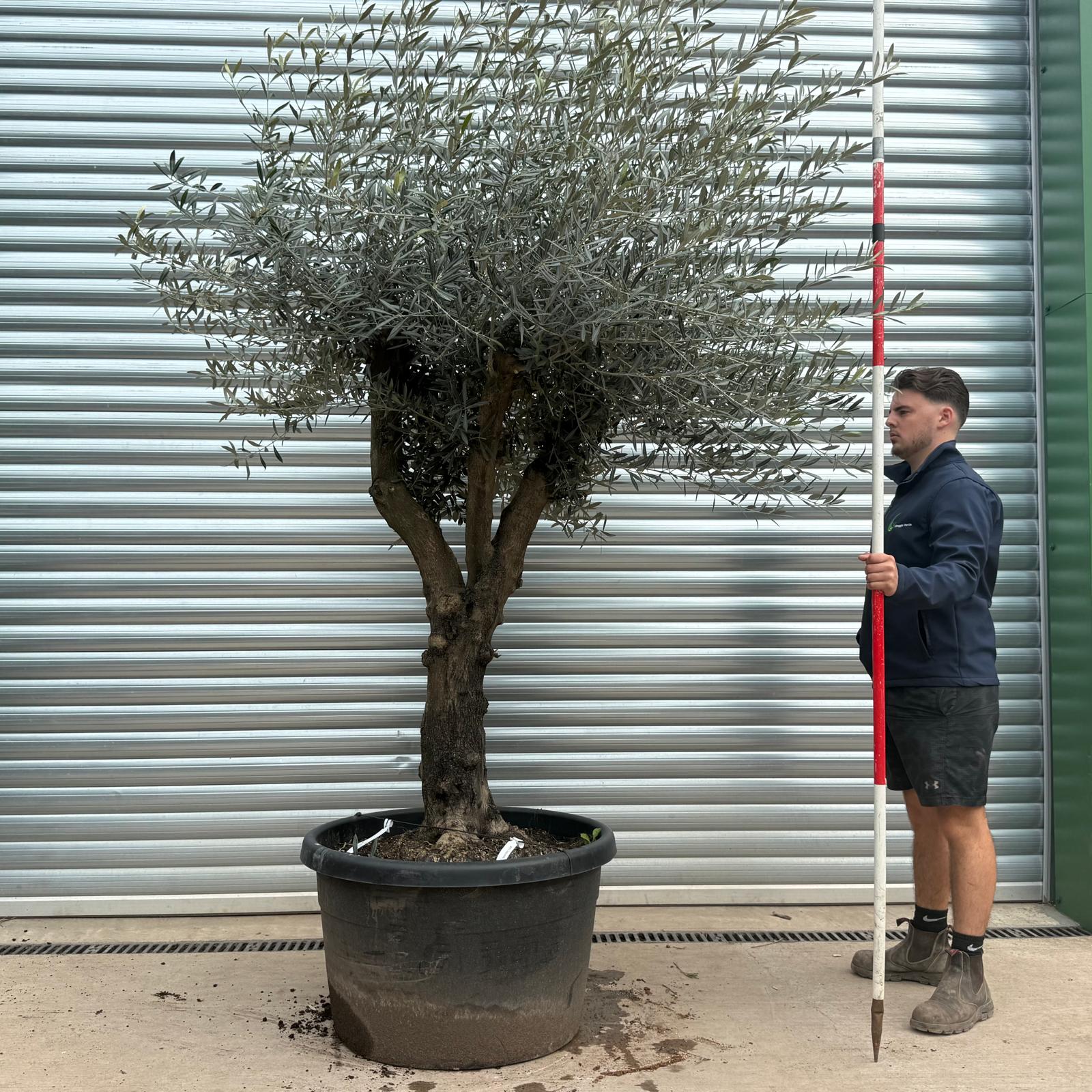 Olive Trees | Branched Olive Trees | 22188