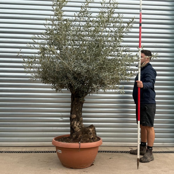 Olive Trees | Gnarly Olive Trees | 22189