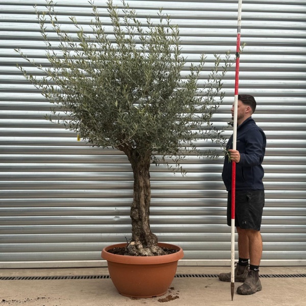 Olive Trees | Gnarly Olive Trees | 22190