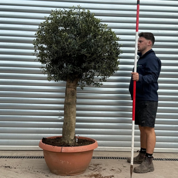 Olive Trees | Clipped Olive Trees | 22191