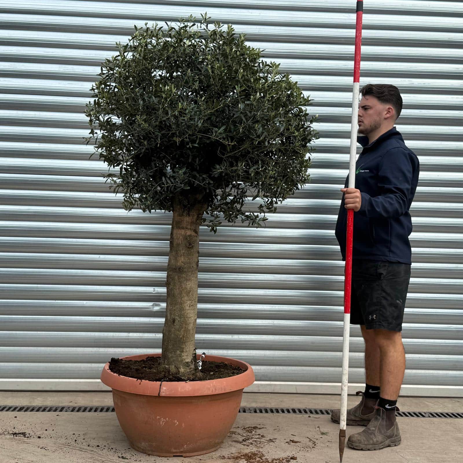 Olive Trees | Clipped Olive Trees | 22191