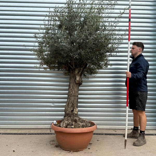 Olive Trees | Gnarly Olive Trees | 22192