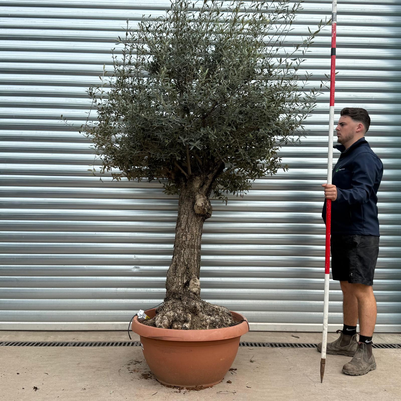 Olive Trees | Gnarly Olive Trees | 22192