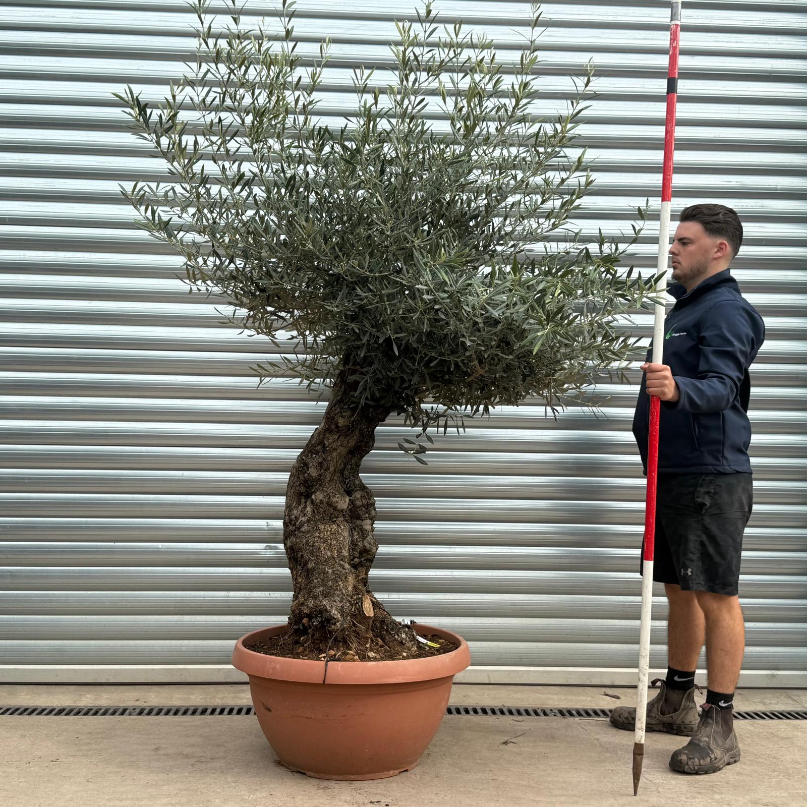 Olive Trees | Gnarly Olive Trees | 22193